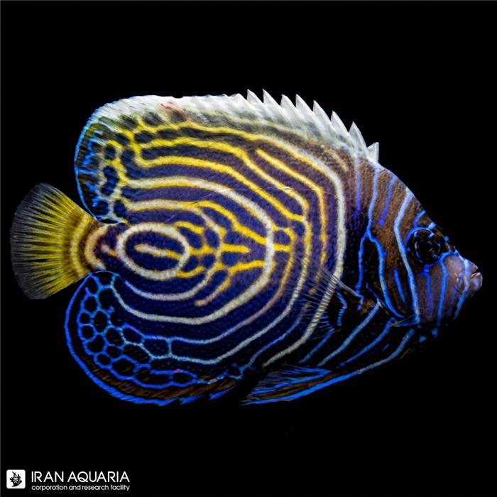 فرشته ماهی امپراطور هندی نیمه بالغ (Indian Emperor Angelfish)