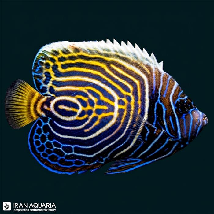 فرشته ماهی امپراطور هندی نیمه بالغ (Indian Emperor Angelfish)