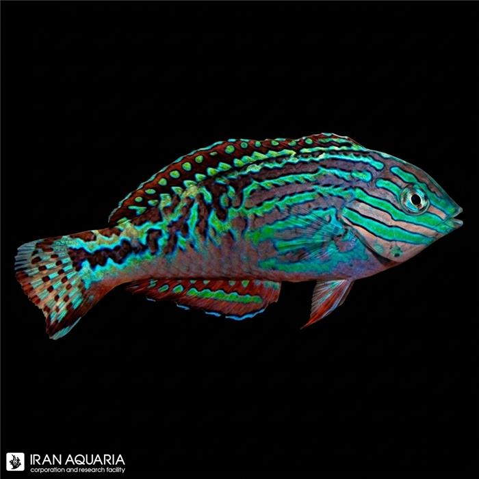 راس لئوپارد بلو استار نر (Vermiculite Wrasse)