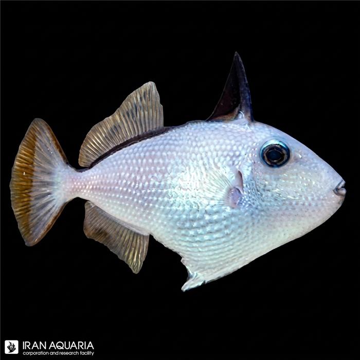 ماشه ماهی گلو آبی ماده (Blue Throat Triggerfish) 