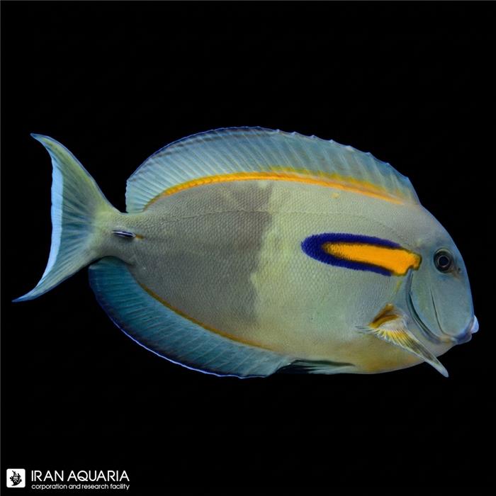 جراح ماهی اورنج شولدر  (Orange Shoulder Tang)