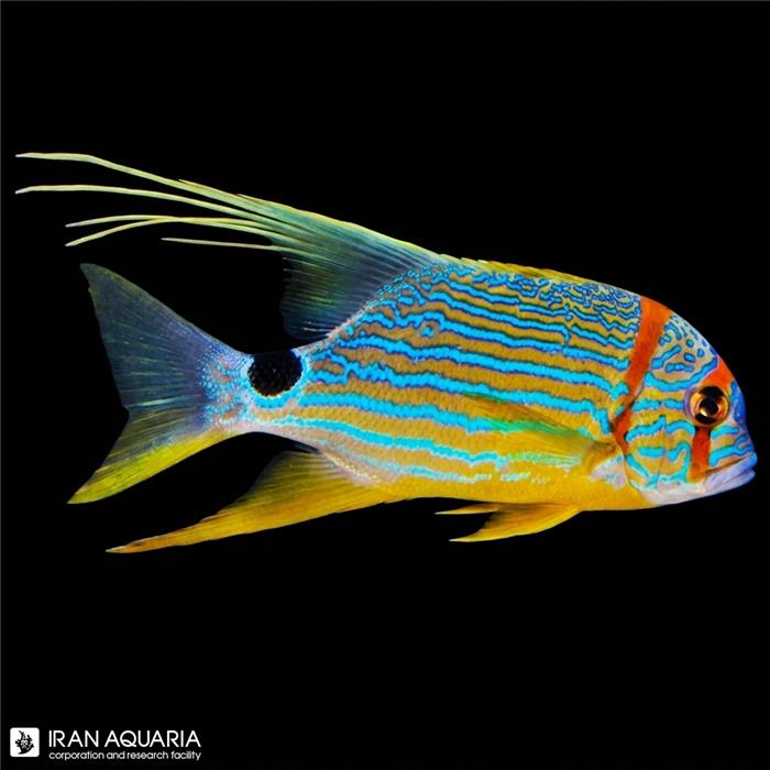 اسنپر باله بلند (longfin snapper)