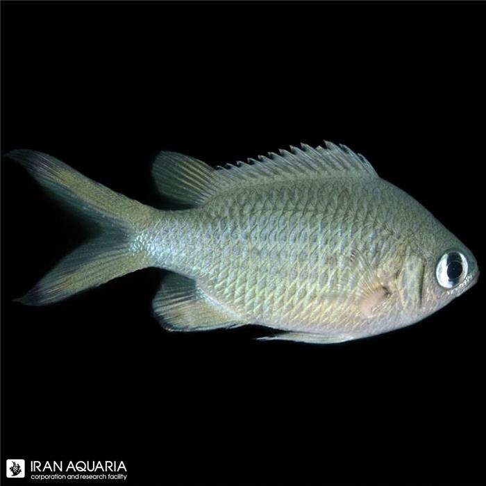 کرومیس وبرس (Webers Chromis)