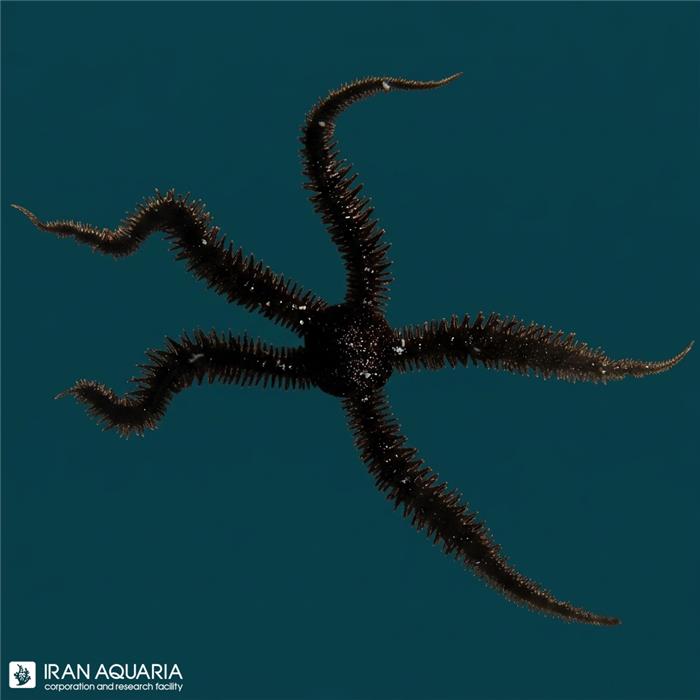 ستاره دریایی شکستنی (Brittle Star)‍