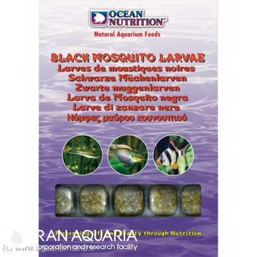 Black Mosquito Larvae