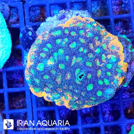 آکانتستریا اکیناتا ( Acanthastrea echinata )