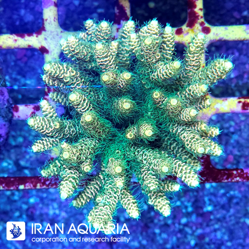 آکروپورا ( ACROPORA )