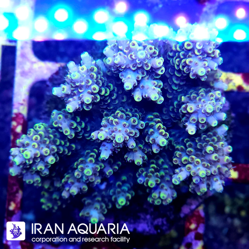 آکروپورا (ACROPORA)
