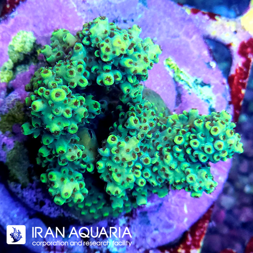 آکروپورا (ACROPORA)
