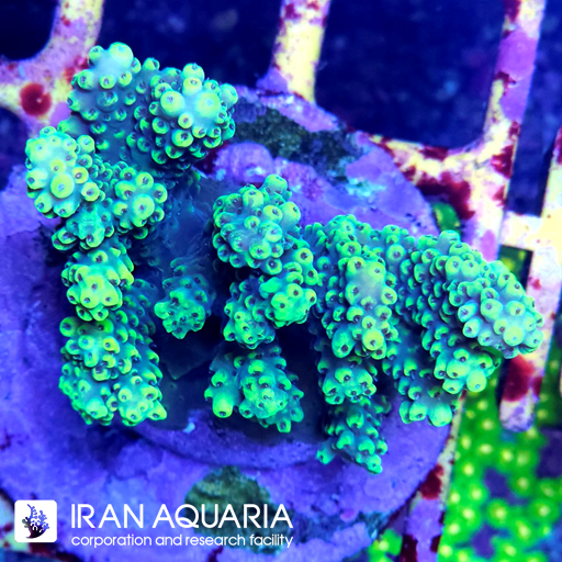 آکروپورا (ACROPORA)