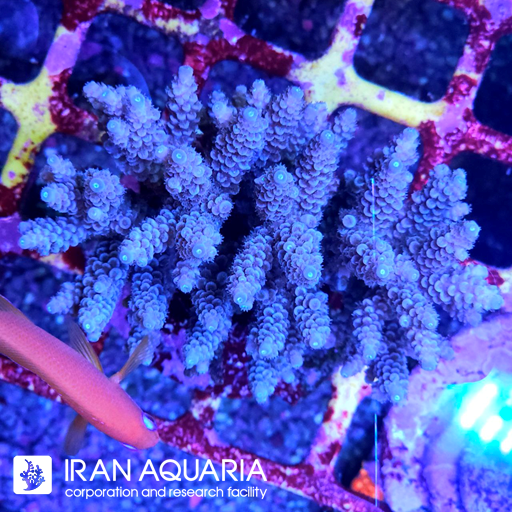 آکروپورا (ACROPORA)
