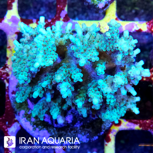 آکروپورا (ACROPORA)