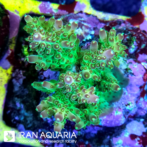 آکروپورا (ACROPORA)