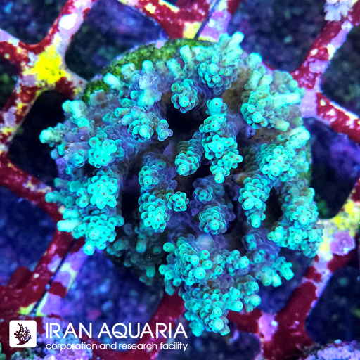 آکروپورا (ACROPORA)