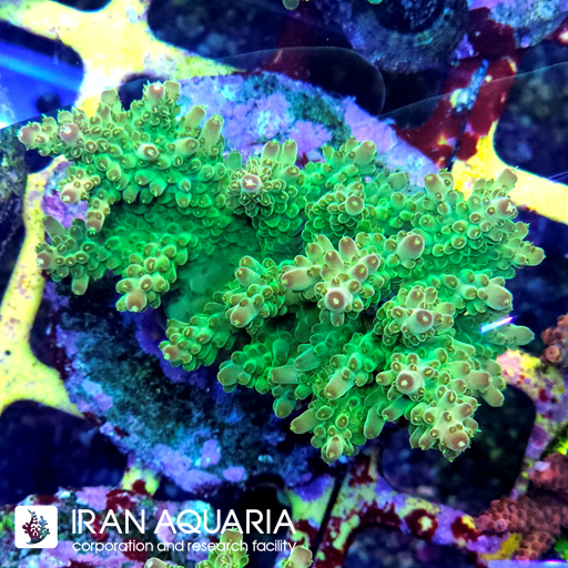 آکروپورا (ACROPORA)