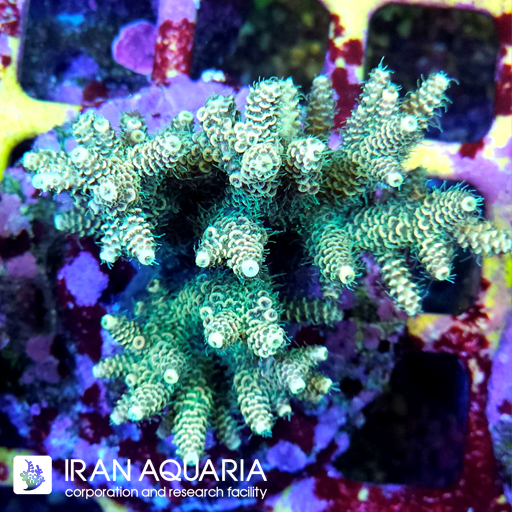 آکروپورا (ACROPORA)