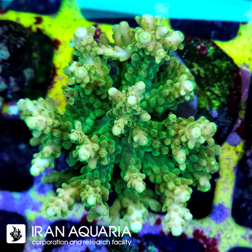 آکروپورا (ACROPORA)
