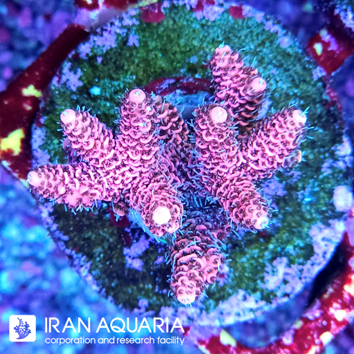 آکروپورا (ACROPORA)