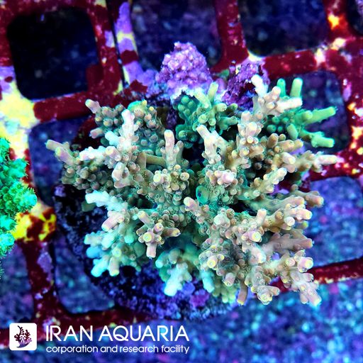 آکروپورا (ACROPORA)