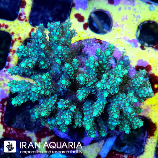 آکروپورا (ACROPORA)