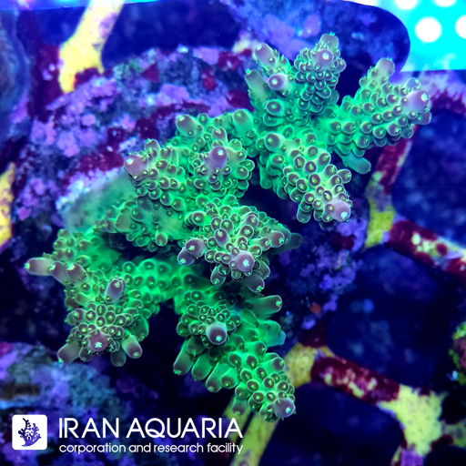آکروپورا (ACROPORA)