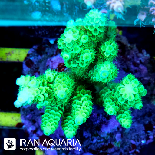 آکروپورا (ACROPORA)
