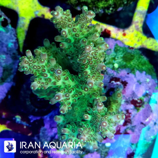 آکروپورا (ACROPORA)