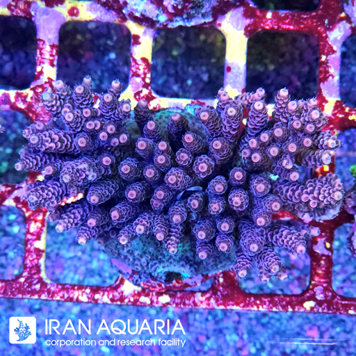 آکروپورا (ACROPORA)