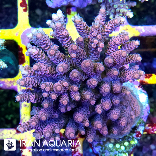 آکروپورا (ACROPORA)