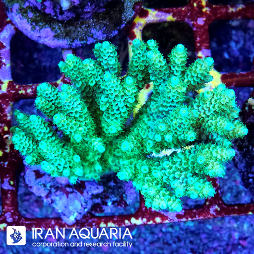 آکروپورا (ACROPORA)
