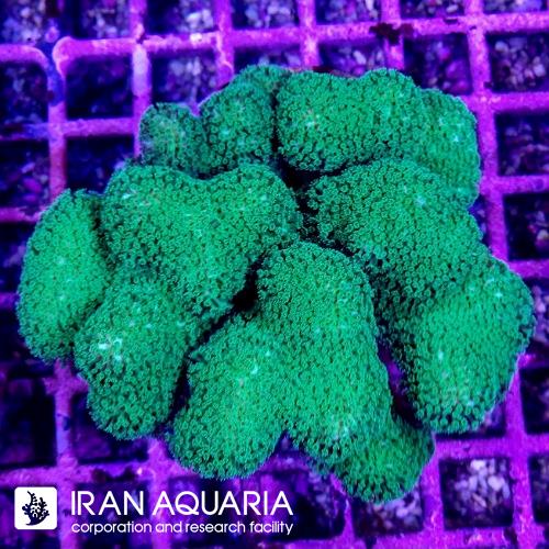 استایلوفورا سبز (Stylophora)