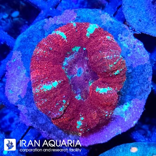 اسکولیمیا ( scolymia bottom coral )