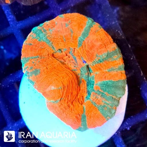 اسکولیمیا بلیدینگ اپل ( Scolymia coral)