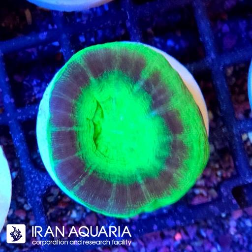 اسکولیمیا یوفو ( Scolymia coral )