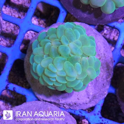 بابل سبز ( Bubble coral )