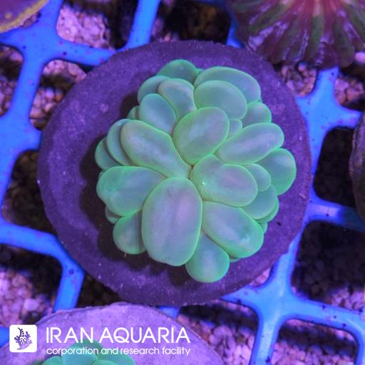 بابل سبز ( Bubble coral )