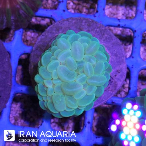 بابل سبز ( Bubble coral )