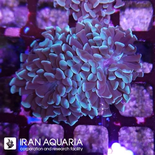 برنچینگ همر (Hammer coral)