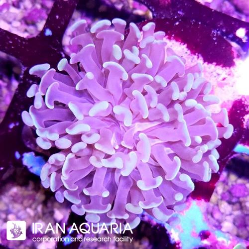برنچینگ همر سبز صورتی (Hammer Coral)  