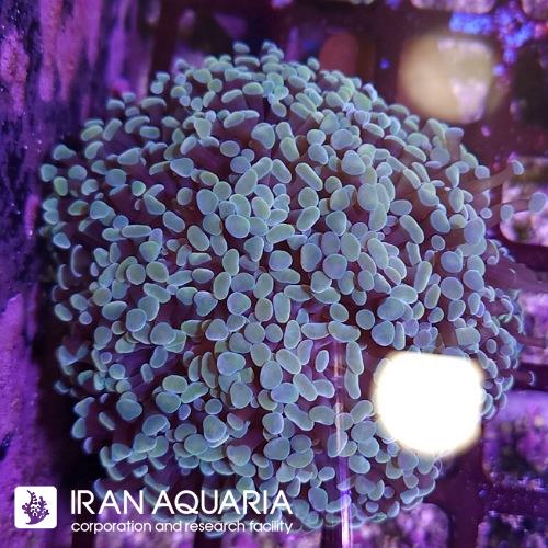 برنچینگ همر مرواریدی گلد (Hammer Corals)