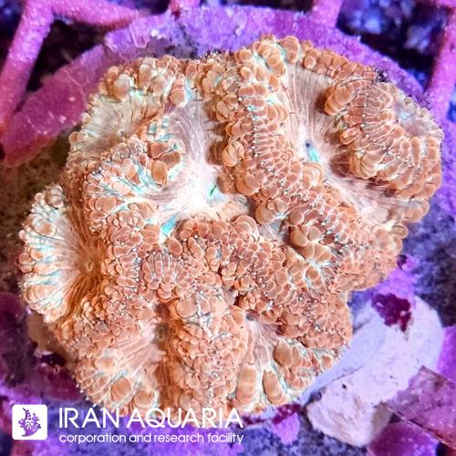 بلاستوموسا(Blastomussa)  