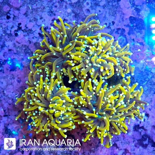 تورچ 24 کی ( Torch Coral )