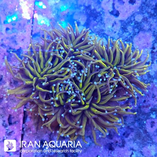 تورچ 24 کی ( Torch Coral )