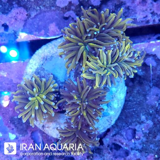 تورچ 24 کی ( Torch Coral )