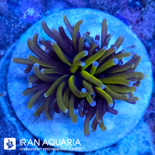 تورچ 24 کی ( Torch Coral )