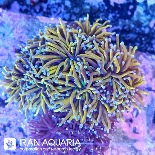 تورچ 24 کی ( Torch coral )