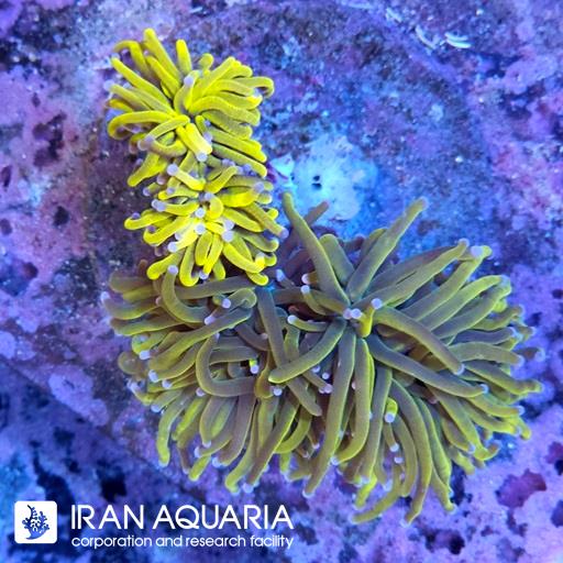تورچ بنانا زرد ( Torch Coral )