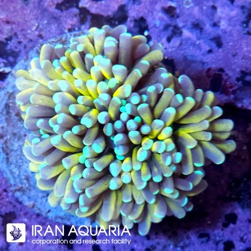 تورچ تایگر زرد ( Torch Coral )