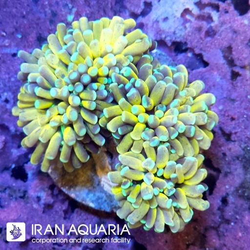 تورچ تایگر زرد ( Torch Coral )
