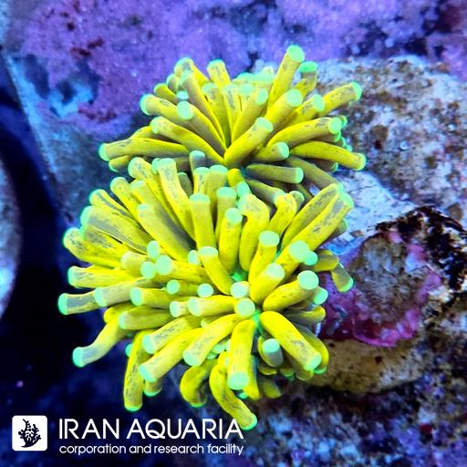 تورچ تایگر زرد ( Torch Coral )